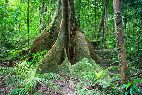 Mossman Gorge Adventure Day - Coogee Beach Accommodation 4