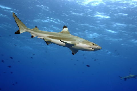 SEA LIFE Melbourne Aquarium Admission Ticket - Coogee Beach Accommodation 3