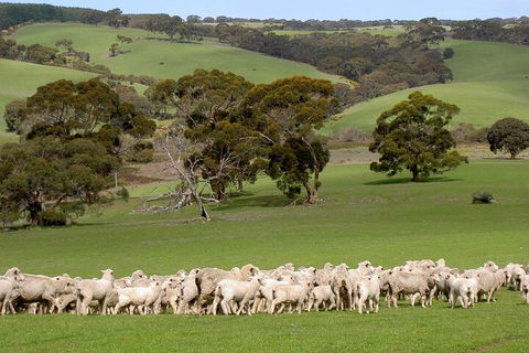 Kangaroo Island Luxury Small Group 'Island Life' Full Day Tour - Coogee Beach Accommodation 1