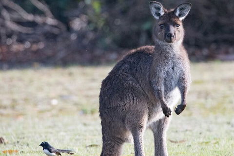 Kangaroo Island Luxury Small Group 'Island Life' Full Day Tour - Coogee Beach Accommodation 2