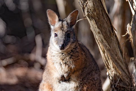 Kangaroo Island Luxury Small Group 'Island Life' Full Day Tour - Coogee Beach Accommodation 3
