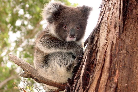 Kangaroo Island Luxury Small Group 'Island Life' Full Day Tour - Coogee Beach Accommodation 4