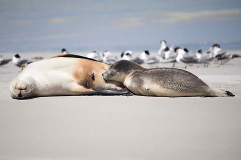 Kangaroo Island Luxury Small Group 'Island Life' Full Day Tour - Coogee Beach Accommodation 5