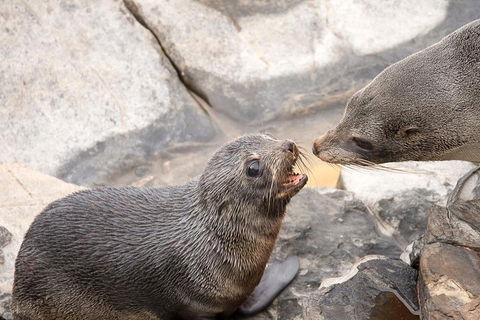 Kangaroo Island Luxury Small Group 'Flinders Chase Focus' Full Day Tour - Coogee Beach Accommodation 2