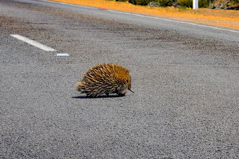 Kangaroo Island Luxury Small Group 'Flinders Chase Focus' Full Day Tour - Coogee Beach Accommodation 3