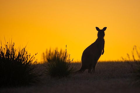 Kangaroo Island Luxury Small Group 'Flinders Chase Focus' Full Day Tour - Coogee Beach Accommodation 5