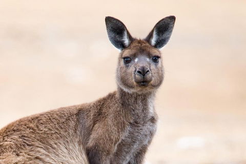Kangaroo Island Luxury Small Group 'East End Explorer' Full Day Tour - Coogee Beach Accommodation 1