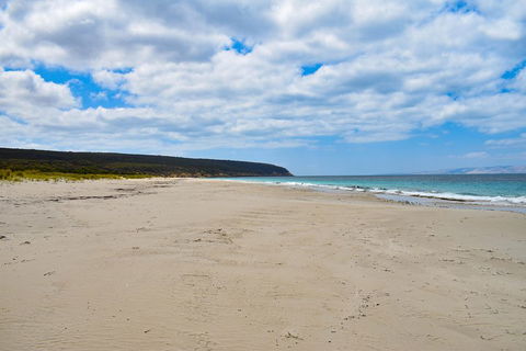 Kangaroo Island Luxury Small Group 'East End Explorer' Full Day Tour - Coogee Beach Accommodation 3