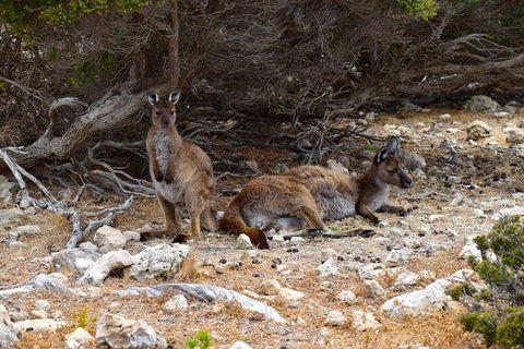 Kangaroo Island Luxury Small Group 'East End Explorer' Full Day Tour - Coogee Beach Accommodation 4