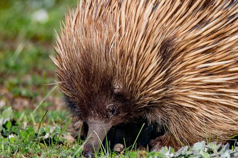 Kangaroo Island Luxury Small Group 'East End Explorer' Full Day Tour - Coogee Beach Accommodation 5