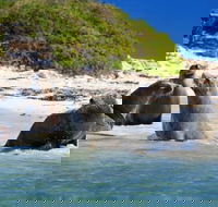 Dolphin Penguin and Sea Lion Cruise - Coogee Beach Accommodation