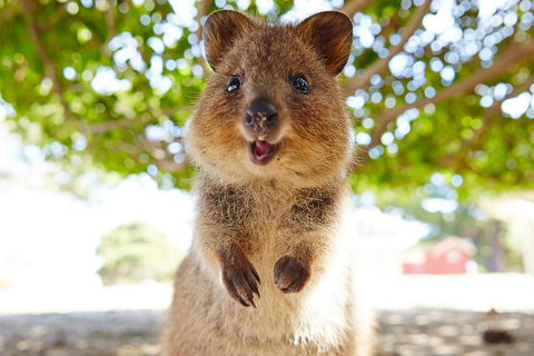 Discover Rottnest With Ferry & Bus Tour From Perth Or Fremantle - Coogee Beach Accommodation 0