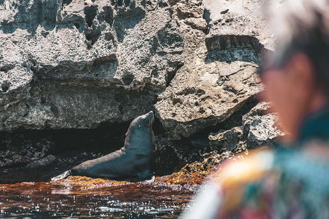 Adventure Rottnest Tour With Ferry & Adventure Cruise From Perth Or Fremantle - Coogee Beach Accommodation 1