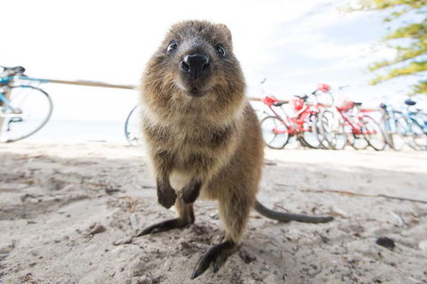 Rottnest Island Round-Trip Ferry From Perth Or Fremantle - Coogee Beach Accommodation 3