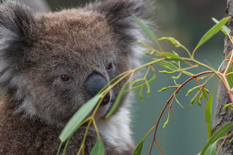 Small-Group Phillip Island Penguin Parade Day Tour From Melbourne - Coogee Beach Accommodation 4