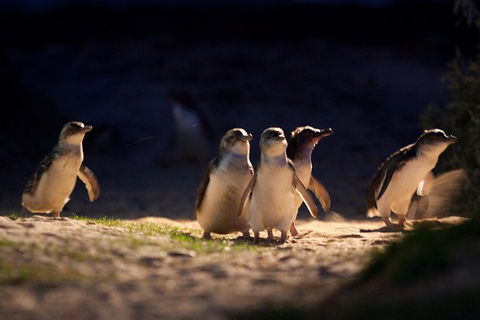Small-Group Phillip Island Penguin Parade Day Tour From Melbourne - Coogee Beach Accommodation 5