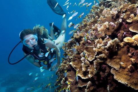 Great Barrier Reef Diving And Snorkeling Cruise From Cairns - Coogee Beach Accommodation 1