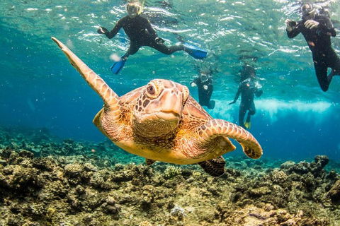 Great Barrier Reef Diving And Snorkeling Cruise From Cairns - Coogee Beach Accommodation 3