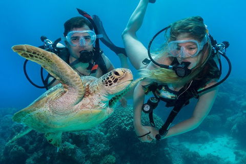 Great Barrier Reef Diving And Snorkeling Cruise From Cairns - Coogee Beach Accommodation 4