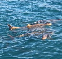Roebuck Bay Snubfin Dolphin Cruise - Coogee Beach Accommodation