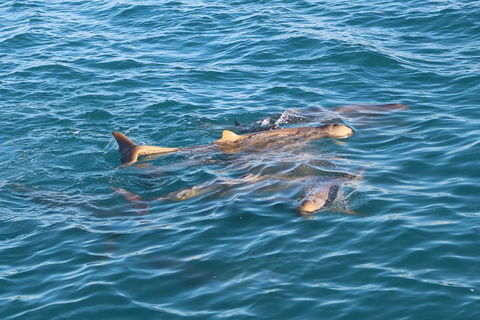 Roebuck Bay Snubfin Dolphin Cruise - Coogee Beach Accommodation 0