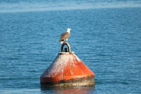 Roebuck Bay Snubfin Dolphin Cruise - Coogee Beach Accommodation 1