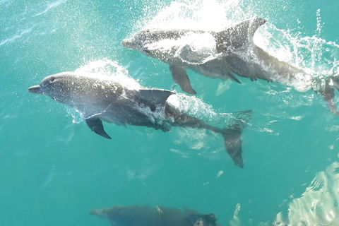 Roebuck Bay Snubfin Dolphin Cruise - Coogee Beach Accommodation 2