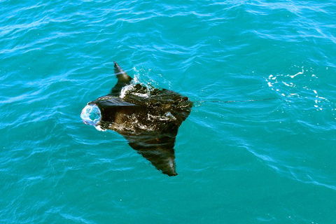 Roebuck Bay Snubfin Dolphin Cruise - Coogee Beach Accommodation 5