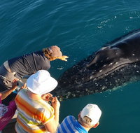 AOC Whale Watching from Broome - Coogee Beach Accommodation