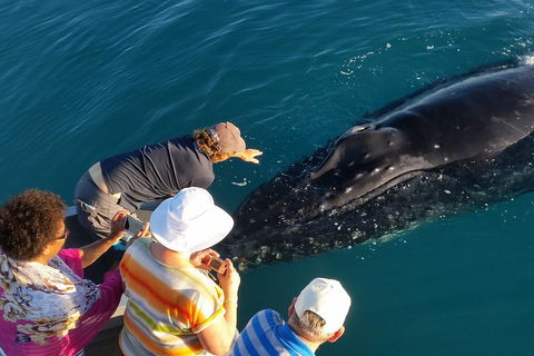 AOC Whale Watching From Broome - Coogee Beach Accommodation 0