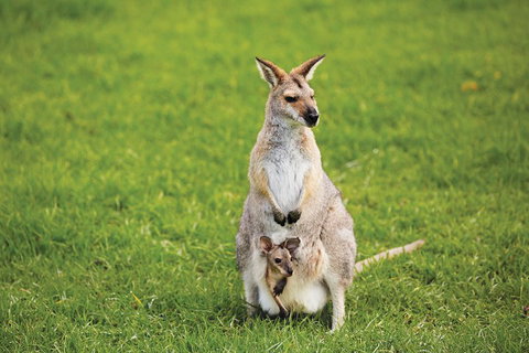 Full-Day Small-Group History And Heritage Tour Of Brisbane City - Coogee Beach Accommodation 4