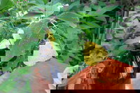 Australian Butterfly Sanctuary- Virtual Interactive Tour With Private Guide, Cairns