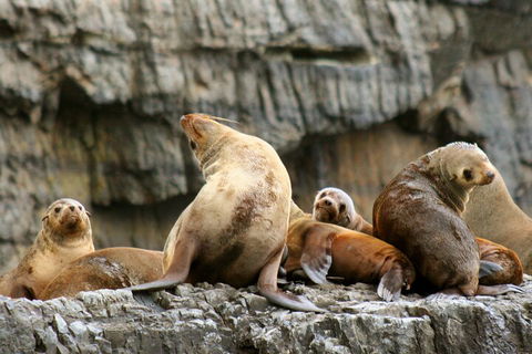 Tasman Island Cruises And Port Arthur Historic Site Day Tour From Hobart - Coogee Beach Accommodation 1