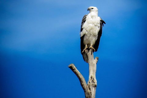 Kangaroo Island 75-Minute Ocean Safari - Coogee Beach Accommodation 0