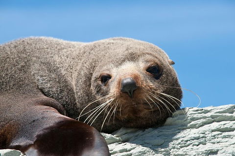 Kangaroo Island 75-Minute Ocean Safari - Coogee Beach Accommodation 1