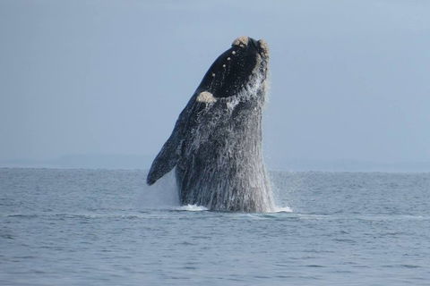Kangaroo Island 75-Minute Ocean Safari - Coogee Beach Accommodation 2