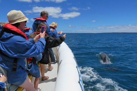 Kangaroo Island 75-Minute Ocean Safari - Coogee Beach Accommodation 3