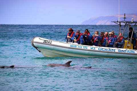 Kangaroo Island 75-Minute Ocean Safari - Coogee Beach Accommodation 4