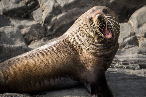 Kangaroo Island 75-Minute Ocean Safari - Coogee Beach Accommodation 5