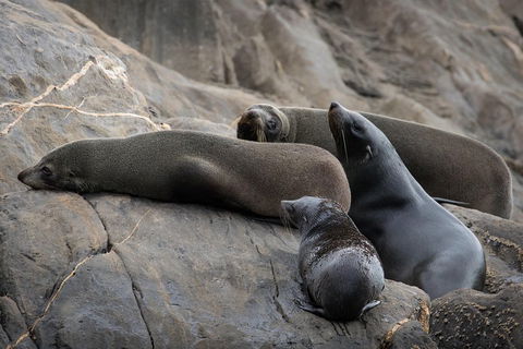 Kangaroo Island Ocean Safari - Snorkeling Safari - Coogee Beach Accommodation 0