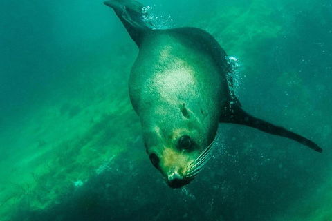 Kangaroo Island Ocean Safari - Snorkeling Safari - Coogee Beach Accommodation 1