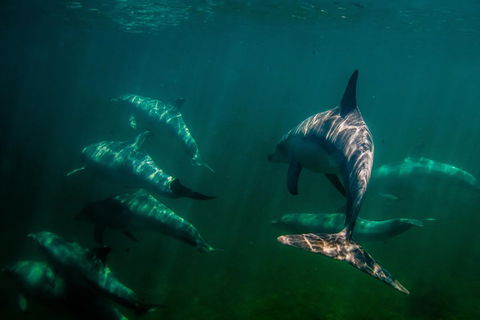 Kangaroo Island Ocean Safari - Snorkeling Safari - Coogee Beach Accommodation 2