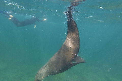 Kangaroo Island Ocean Safari - Snorkeling Safari - Coogee Beach Accommodation 3