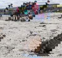 Kangaroo Island in a Day Tour from Adelaide - Coogee Beach Accommodation