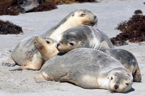 Small-Group Kangaroo Island 4WD Tour From Adelaide - Coogee Beach Accommodation 1