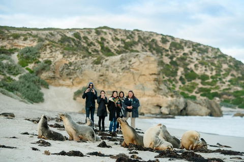 Small-Group Kangaroo Island 4WD Tour From Adelaide - Coogee Beach Accommodation 4