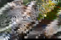 Kuranda Koala Gardens and Birdworld Admission Tickets, Cairns