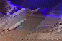 Kuranda Wildlife Experience Three Attraction Pass, Cairns