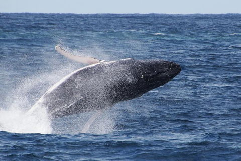 Whale Watching By Sea World Cruises - Coogee Beach Accommodation 0