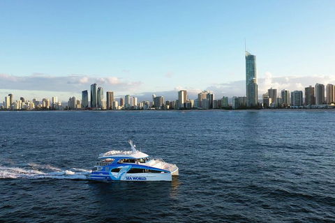 Whale Watching By Sea World Cruises - Coogee Beach Accommodation 1